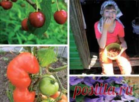 Зеленые томаты: не дай урожаю пропасть | sotki.ru