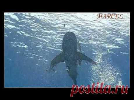 ▶ Акулы Красного моря Longimanus - YouTube