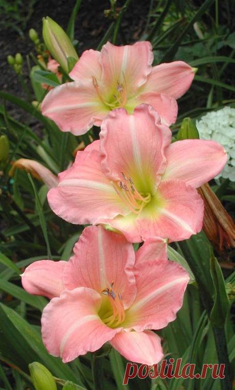 Daylily 'Pink Attraction'