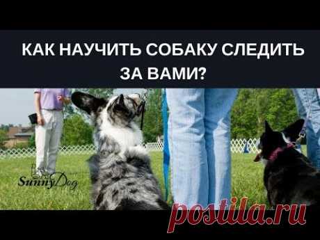 Как научить собаку следить за вами?