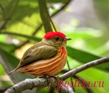 Striolado Manakin (Machaeropterus stolatus) na Colômbia por Oswaldo Suárez Gonzalez.