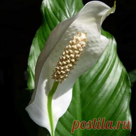 Растение Спатифиллум Уоллиса: описание, посадка и уход