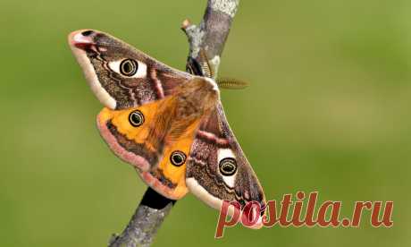 Emperor Moth (Saturnia pavonia) Male.  Seaford.  When I was a lad, a long time ago, I always thought that the Emperor Moth was only found on heathland. I then started to find their larva on the downland near to where I live. Eventually I found an adult moth in the area I regularly walk and it has become clear recently that the moth is quite common here despite it being very rarely seen.  Worth viewing large to see the antannae.