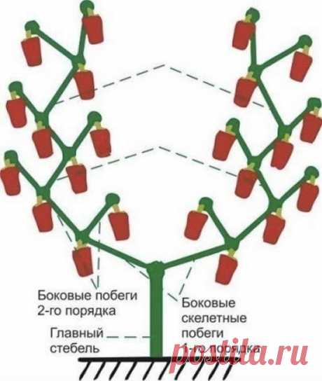 (23) Одноклассники