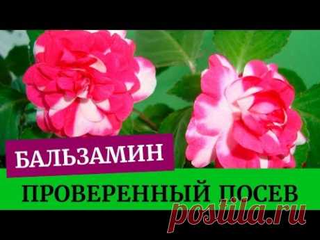 🌺Проверенный способ посева бальзамина. Грунт для бальзамина. Бальзамина выращивание из семян дома🌺