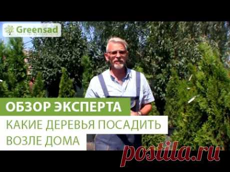 Какие деревья посадить возле дома