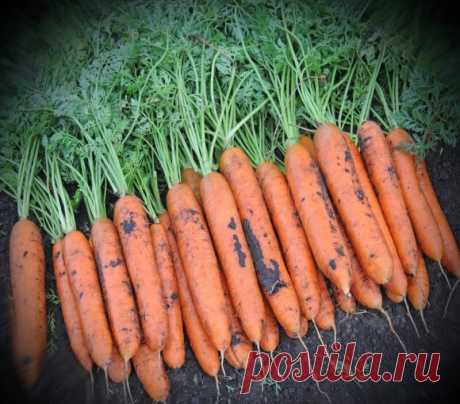 "Как я выращиваю Морковь в яичных ячейках и получаю качественный урожай без забот". Делюсь опытом. | Десять соток | Яндекс Дзен