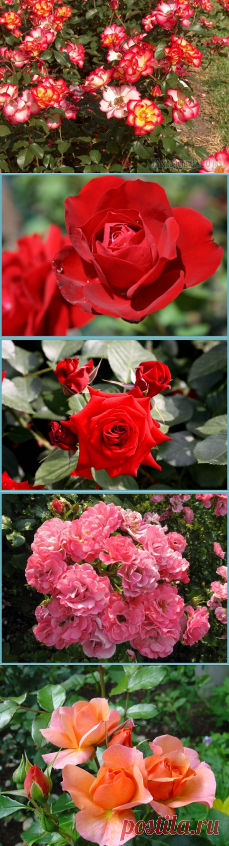 Роза Флорибунда – обильноцветущая королева сада: посадка и уход
