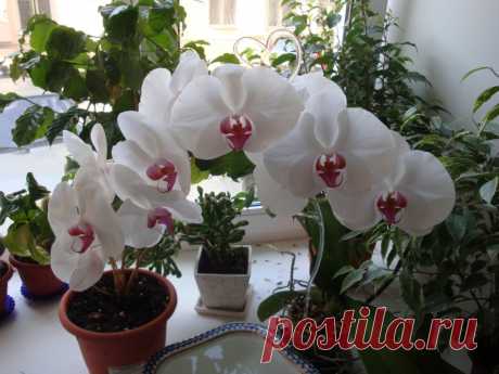 Все, что нужно знать о цветении орхидей | Naget.Ru