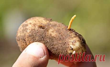 10 способов борьбы с проволочником 

Проволочник – вездесущая личинка жука-щелкуна. Она способна находиться в земле 4 года и питаться практически любым урожаем. Но особенно сильно проволочник повреждает посадки картофеля.


Существует …