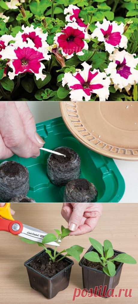 Разноликая красавица петунья, как вырастить рассаду - 6 соток