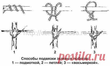 Методика подвязки винограда к шпалере, &quot;СУХАЯ и ЗЕЛЕНАЯ ПОДВЯЗКА&quot;.

Первым делом необходимо подготовить материалы и инструменты, которые понадобятся в процессе проведения работ. Лучше всего применять ленту для подвязки винограда, бумажный или пеньковый шпагат либо мочало (его необходимо предварительно очистить и размочить, чтобы достичь лучшей эластичности).
Рукава виноградного куста, которые в большей части состоят из многолетней древесины, следует фиксировать прочным шпа...