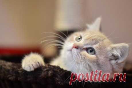 Трогательные фото котов для поднятия настроения: 15 невероятно милых животных