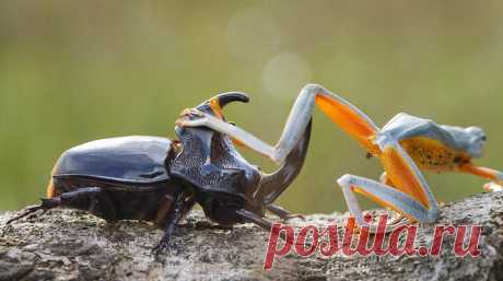 Мини-родео: лягушка оседлала жука Hendy Mp, фотограф из Индонезии, специализируется на съемках природы и животных. Недавно он запечатлел невероятную сцену: древесная лягушка оседлала жука-носорога.