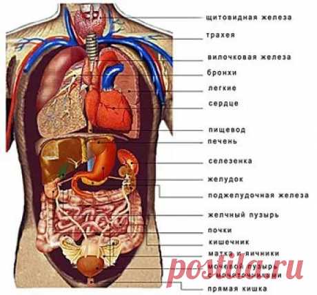 ВСЕ ВНУТРЕННИЕ ОРГАНЫ ЧЕЛОВЕКА: 2 тыс изображений найдено в Яндекс Картинках