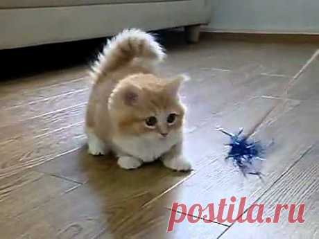▶ Fluffy Kitten Is Confused - YouTube