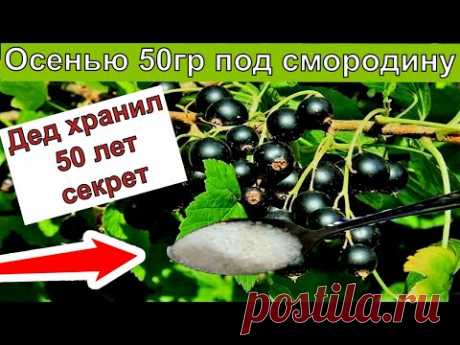 Сыплю это в октябре 50гр под смородинный куст  Пропали даже почковые клещи  ягода стала явно крупнее