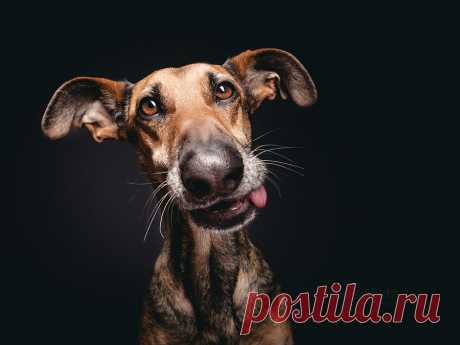 500px / Blog / The Secrets To Taking Awesome Dog Portraits By Elke Vogelsang