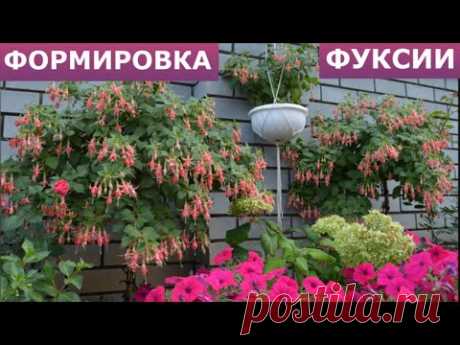 Формирую из черенка фуксии деревья и кусты.