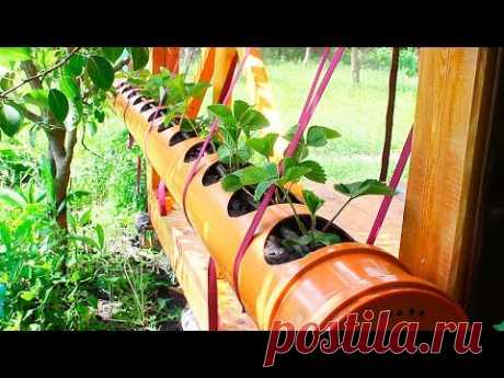 КЛУБНИКА в ТРУБЕ ПВХ 200 мм. Посадка клубники в трубу ПВХ. Strawberry in pvc pipe.