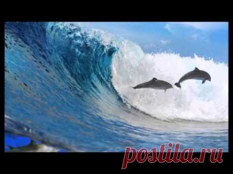 Savvas Savva (Саввас Савва)– Dolphins delight (Восхищение дельфинов)