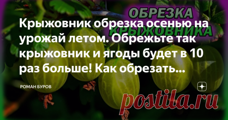 Крыжовник обрезка осенью на урожай летом. Обрежьте так крыжовник и ягоды будет в 10 раз больше! Как обрезать крыжовник.