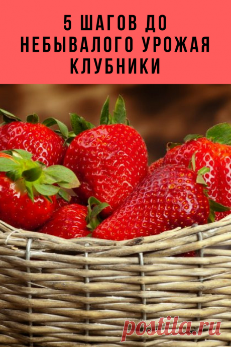 Как правильно выращивать клубнику, чтобы собрать богатый урожай красивых, сочных и сладких ягод? Все ответы – в нашей статье.