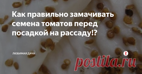 Как правильно замачивать семена томатов перед посадкой на рассаду!? Замачивать семена помидор перед посадкой я начала не так давно, мне казалась эта процедура совершенно лишней в процессе выращивания урожая томатов. Но как-то раз я все-таки решилась попробовать и удивилась тому, что урожай помидор, выращенных с замачивание возрастает втрое. Плюс ко всему я начала семена дезинфицировать, что существенно снизило заболеваемость как рассады, так и взрослых плодоносящи