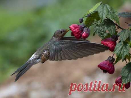 Исполинский колибри – самый крупный из семейства колибри. Краткое описание, фото и видео.