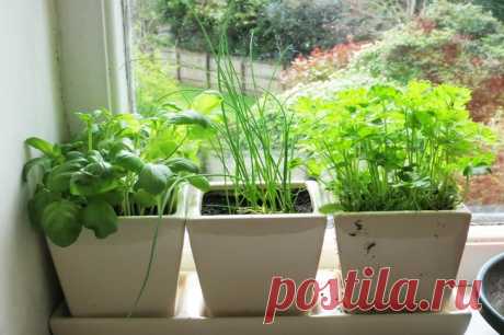 Зелень на подоконнике. Как вырастить на подоконнике лук, салат, петрушку, укроп, щавель, базилик, розмарин, шпинат