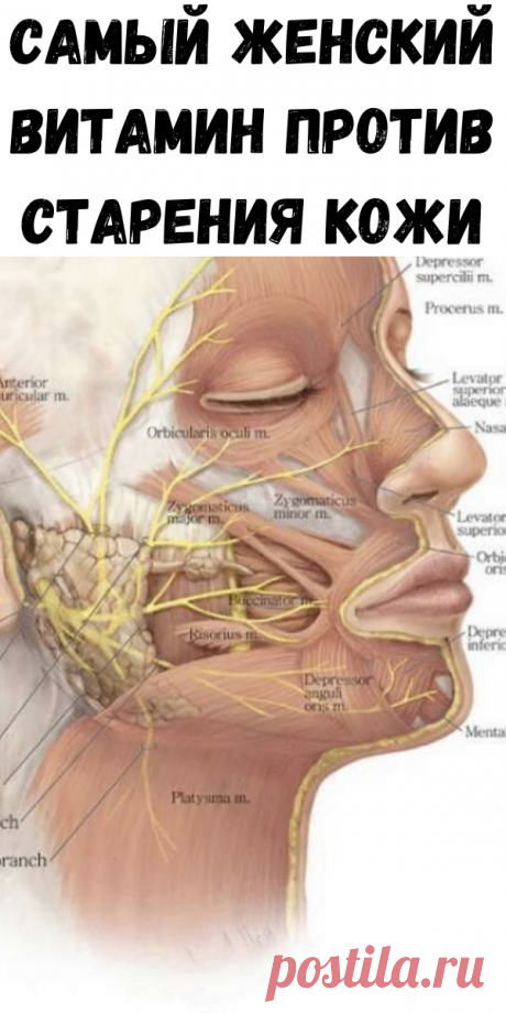 Самый женский витамин против старения кожи - Советы для тебя