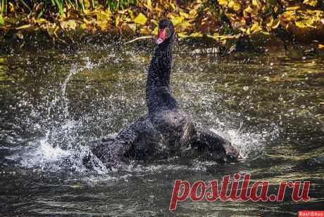 Фото: Черный лебедь. Alexander Andronik. Фото животных - Фотосайт Rasfokus.ru