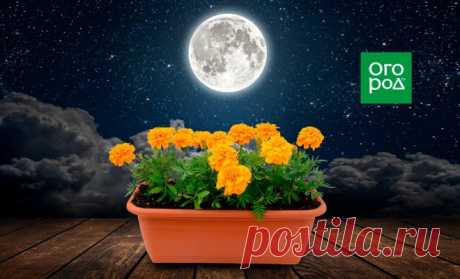 Выращивание однолетних цветов по Лунному календарю в 2022 году | В цветнике (Огород.ru)