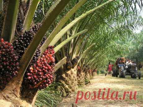 Как понять, содержится ли в молочной продукции пальмовое масло