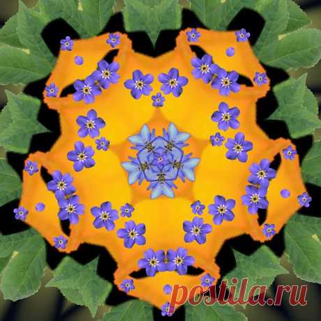 Digital Flower Mandala  Free Stock Photo HD - Public Domain Pictures