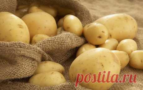 3 сорта картофеля, устойчивого к колорадскому жуку
