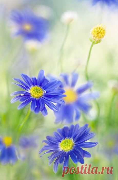 Daisies dear от пользователя Mandy Disher на Flickr / ☀Daisies | Gardening