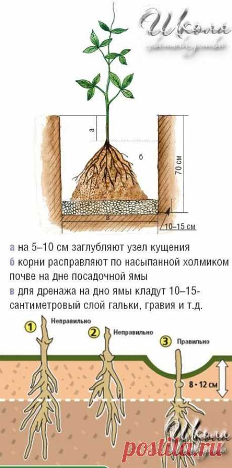 Как правильно посадить клематис