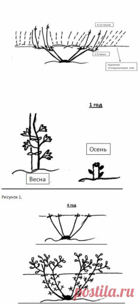 Формировка винограда | Дача - впрок