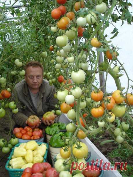 Уникальная технология выращивание овощей .