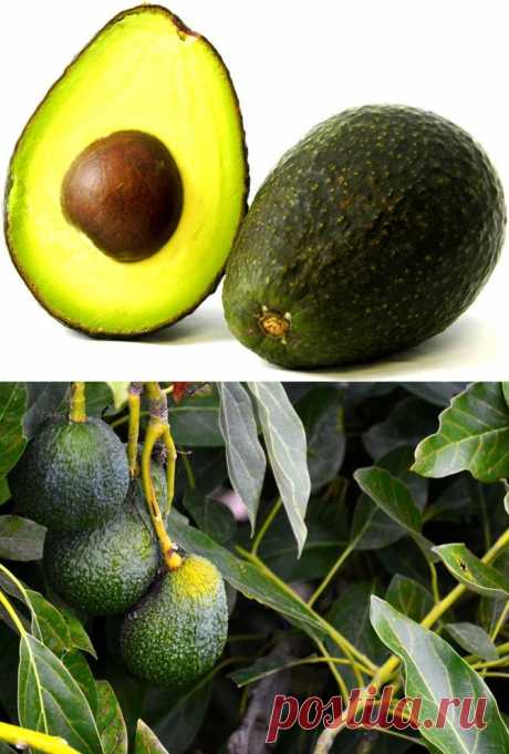 Чем полезно авокадо? | Изюминки