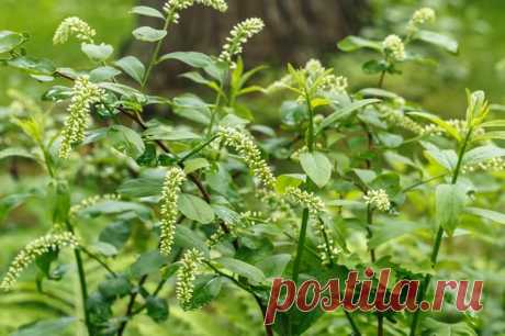 Итея виргинская Итея виргинская (Itea virginica) – кустарник, выращенный в искусственных условиях, может достигать около 1,5 м в длину. Побеги не способны к ветвлению, выглядят в виде дуг, соцветия – ровные, напомина...