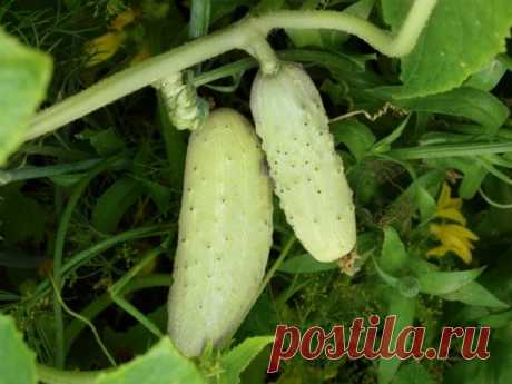 Белые огурцы: секреты выращивания отличного урожая