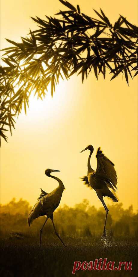 dancing cranes | Birds of a Feather...