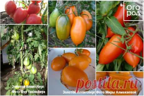 Штамбовые томаты для открытого грунта: проверенные сорта для хорошего урожая | На грядке (Огород.ru)