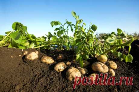 Хитрости при посадке картофеля — Полезные советы
