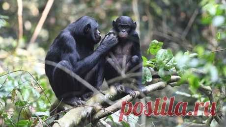 Самки бонобо становятся свахами и телохранителями своих сыновей Самки шимпанзе бонобо настолько заинтересованы в рождении внуков, что всячески помогают своим сыновьям стать отцами. Заботливые мамочки "знакомят"