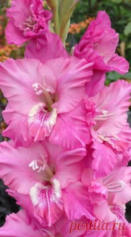 Gladiolus 'Sacia Lynn' | ''Gorgeous GLADS!