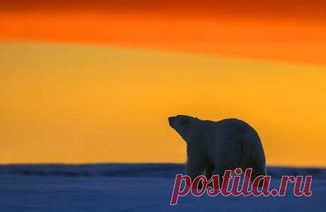 Белые медведи на фоне Арктического заката - Путешествуем вместе