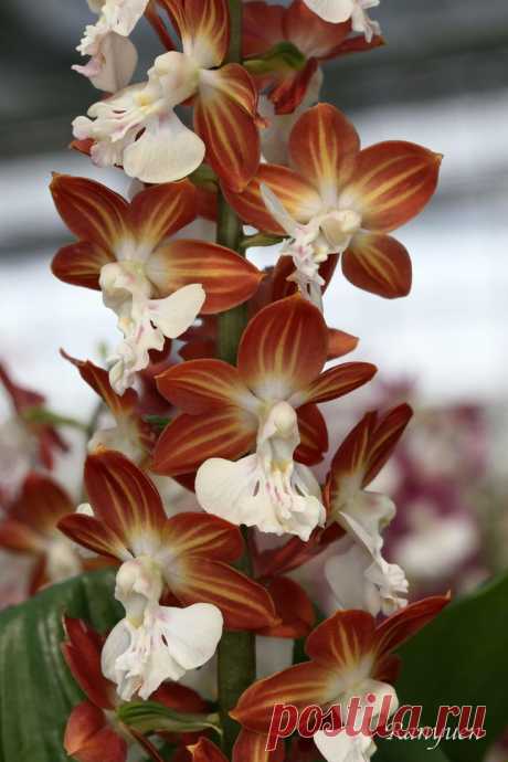 Newly Bloomed Spring Calanthe 2014 (oziko's selection) | Sachirou Inoue приколол(а) это к доске Ranyuen Flower